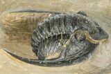 Diademaproetus Trilobite - Foum Zguid, Morocco #363111-2